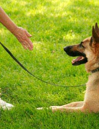 Dog Club Class Training Obedience