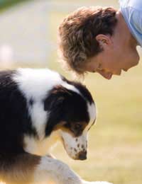 Dog Training Myths Miconceptions Canine