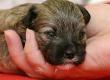 Looking After & Homing Newborn Puppies