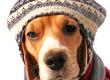 Caring for Your Dog in Winter