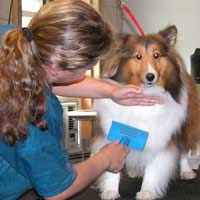 Grooming Nail Trimming Ear Cleaning