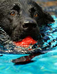 Canine Hydrotherapy Water Therapy