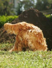 Dog Digging Problem Garden Holes