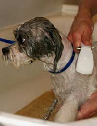 Dog Grooming Pet Care Career Job Groomer