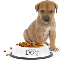 Raw Food Commercial Food Dog Diet