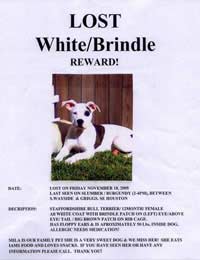 Dogs Dog Lost Help Support Information