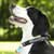 Teach Your Dog Basic Obedience Skills