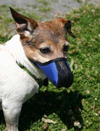 Muzzle Canine Breeder Dangerous Dog