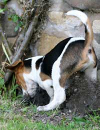 Wolf Training Hereditary Canine Food