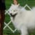 Expectations at Dog Competitions
