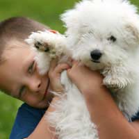Children Dogs Suitable Dogs Family Dogs